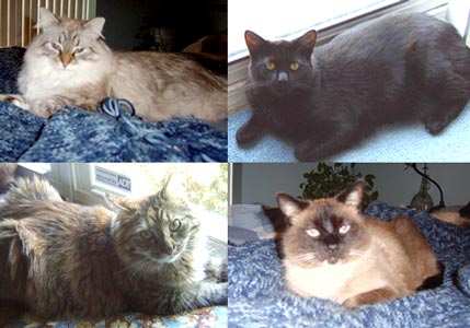 Johl Cats Several of the Johl family cats