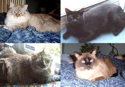 Several of the Johl family cats