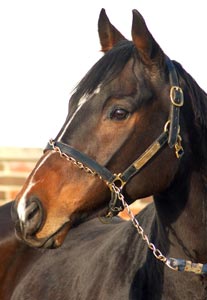 Raines Family Horse Raines Family Horse