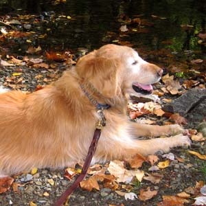 Sam Roberts, a 13-year-old Golden Retriever