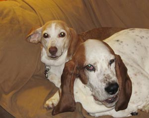 Odie and Woody Odie and Woody Stephansky